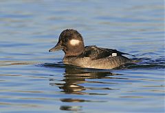 Bufflehead